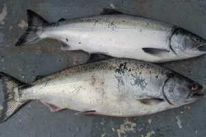 Cichy: srebrny łosoś